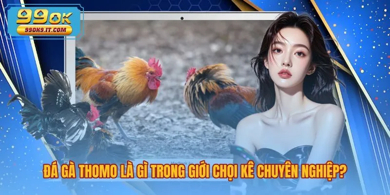 da-ga-thomo-la-gi-trong-gioi-choi-ke-chuyen-nghiep Đá gà Thomo là gì cùng quy mô trường đấu Campuchia